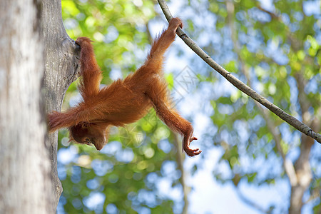 婆罗洲奥兰古人乐趣物种公园丛林动物濒危灵长类动物园橙子雨林图片