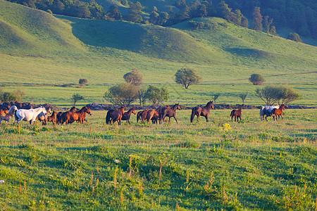 夏季草场上马群场地草地鬃毛自由太阳能赛跑者跑步马匹农场团体背景