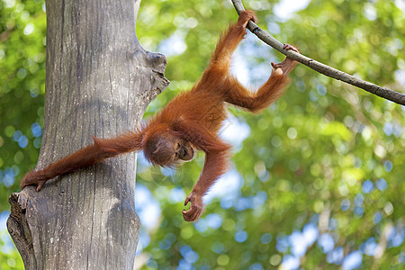 婆罗洲奥兰古人乐趣濒危公园灵长类荒野橙子丛林物种雨林原始人图片