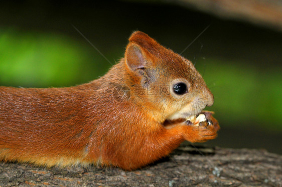 吃着美味坚果的松松鼠头发野生动物橡子生物眼睛哺乳动物动物木头生活荒野图片