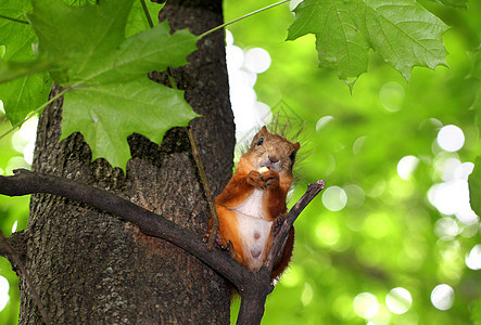 松鼠在树上咀嚼坚果图片