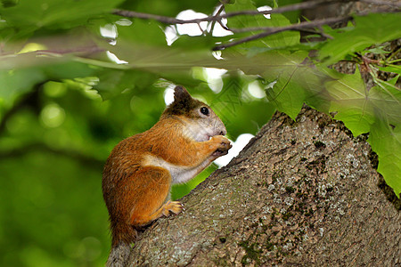 在树上吃坚果的松鼠图片