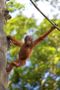 婆罗洲奥兰古人动物原始人灵长类濒危野生动物物种动物园乐趣丛林公园背景图片