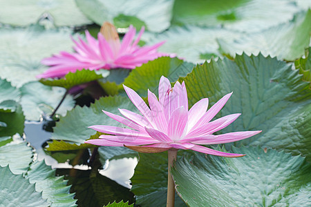 开花粉红色莲花荷花池塘粉色花园叶子热带风景绿色图片