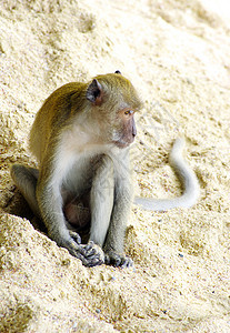 猴子猴荒野动物群动物尾巴热带生物丛林哺乳动物情调毛皮图片