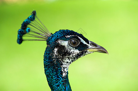 孔雀水平野生动物羽毛尾巴活力蓝色跳舞仪式公鸡展览图片