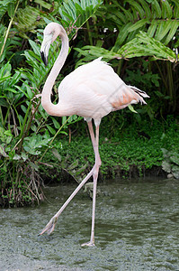 火烈鸟动物群热带情调动物脖子粉色玫瑰动物园翅膀异国图片