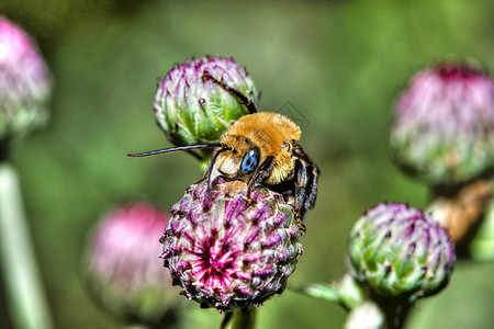 人类发展报告 中黄金北金大黄蜂(Bombus sp )图片