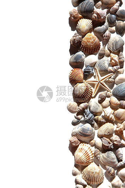 海壳和恒星温泉框架热带收藏漩涡动物宏观海滩贝壳蜗牛图片