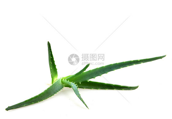 单体肺炎凝胶相片植物生长皮肤芦荟奶油沙漠蜂蜜面霜图片