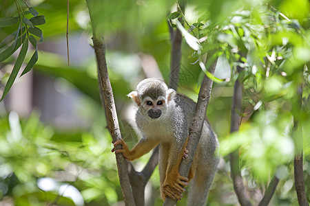 松鼠猴鼠属毛皮动物动物园野生动物生活荒野森林灵长类生物图片