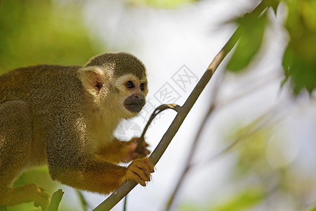 松鼠猴灭绝生活毛皮鼠属盆地哺乳动物野生动物荒野动物动物园图片