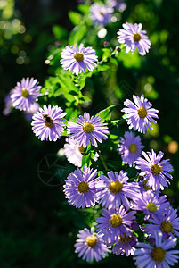 紫花花植物群绿色园艺花朵花园紫色背景图片
