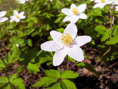 白葵花团体花瓣生长植物花园木头宏观季节植物学白头翁图片