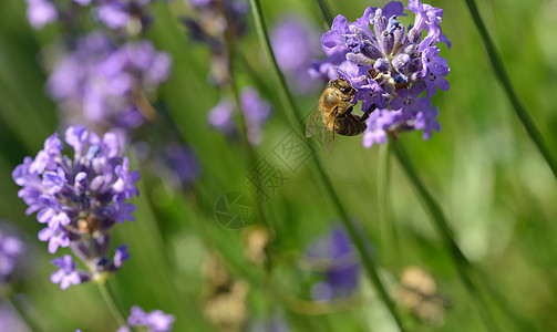 蜜蜂昆虫紫色蓝色花粉薰衣草植物蜂蜜花蜜复眼翅膀图片