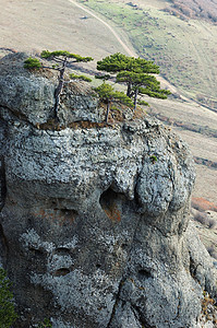 德米尔吉岩石的松树 乌克兰克里米亚Ghost山谷图片