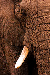 大象接近近距离生态荒野衬套濒危灰色树干公园哺乳动物象牙游戏图片