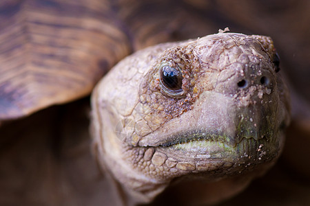 豹状乌龟荒野哺乳动物动物环境野生动物力量公园动物园图片