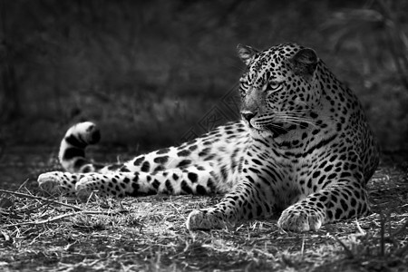 豹型公园野生动物食肉捕食者丛林胡须环境荒野黑色哺乳动物图片