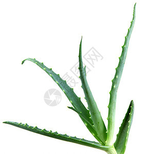 Aloe 阴阳皮肤治愈芦荟头发奶油植物库存果汁凝胶生长图片