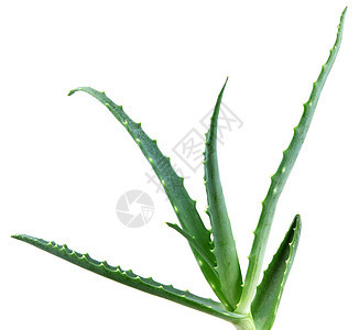 Aloe 阴阳皮肤库存洋甘菊蜂蜜植物头发治愈果汁免版税凝胶图片