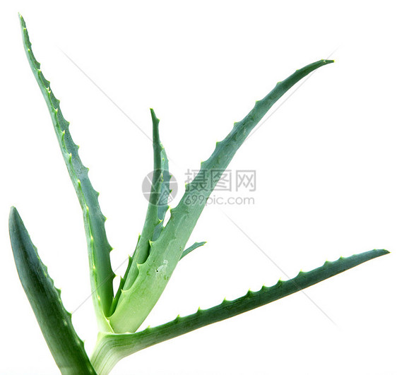 Aloe 阴阳皮肤面霜库存芦荟相片治愈凝胶蜂蜜奶油果汁图片