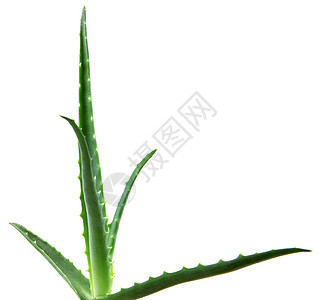Aloe 阴阳蜂蜜植物奶油果汁面霜照片凝胶库存生长头发图片