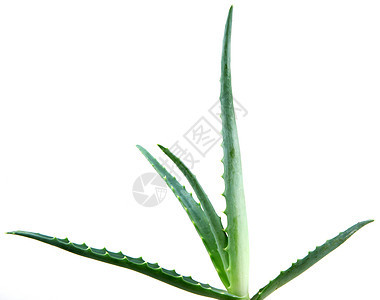 Aloe 阴阳面霜芦荟皮肤库存凝胶照片治愈免版税洋甘菊生长图片