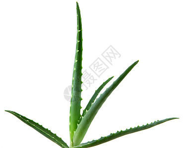 Aloe 阴阳面霜沙漠凝胶治愈果汁芦荟照片生长头发库存图片