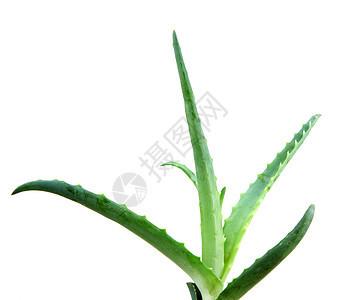 Aloe 阴阳免版税生长洋甘菊奶油植物凝胶治愈蜂蜜库存照片图片