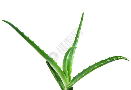 Aloe 阴阳皮肤免版税照片凝胶沙漠蜂蜜奶油芦荟果汁治愈图片