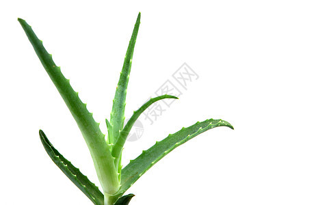 Aloe 阴阳果汁皮肤洋甘菊凝胶免版税奶油治愈头发面霜生长图片