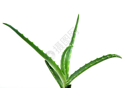 Aloe 阴阳头发洋甘菊照片凝胶治愈生长植物免版税面霜相片图片