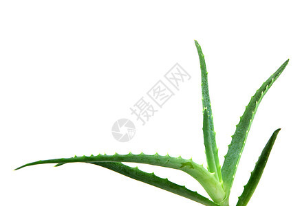 Aloe 阴阳照片植物免版税治愈凝胶相片头发面霜奶油皮肤图片