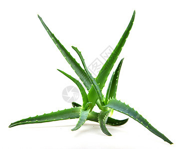 Aloe 阴阳库存免版税相片植物洋甘菊面霜头发芦荟皮肤凝胶图片