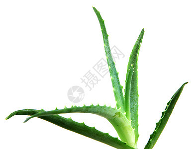 Aloe 阴阳免版税皮肤生长果汁植物面霜头发治愈凝胶沙漠图片