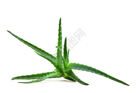 Aloe 阴阳芦荟相片皮肤头发植物洋甘菊面霜治愈奶油照片图片