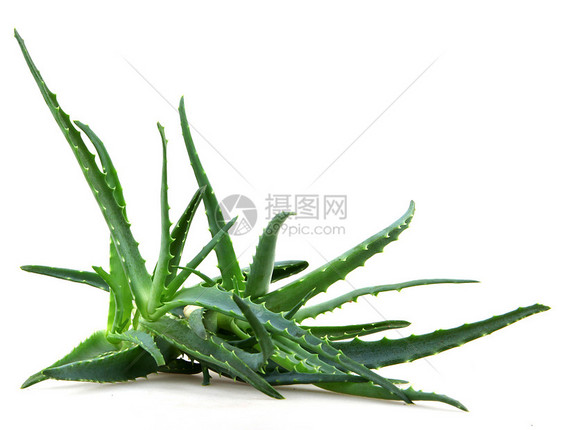 Aloe 阴阳面霜照片头发果汁洋甘菊奶油生长芦荟免版税库存图片