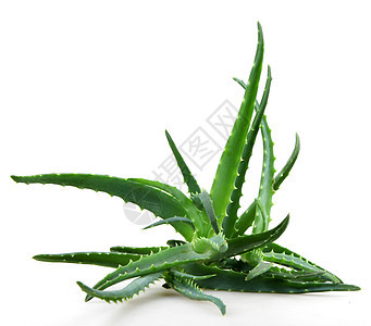 Aloe 阴阳洋甘菊照片免版税库存治愈芦荟相片蜂蜜沙漠植物图片