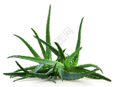 Aloe 阴阳芦荟凝胶皮肤植物免版税照片面霜头发奶油图片