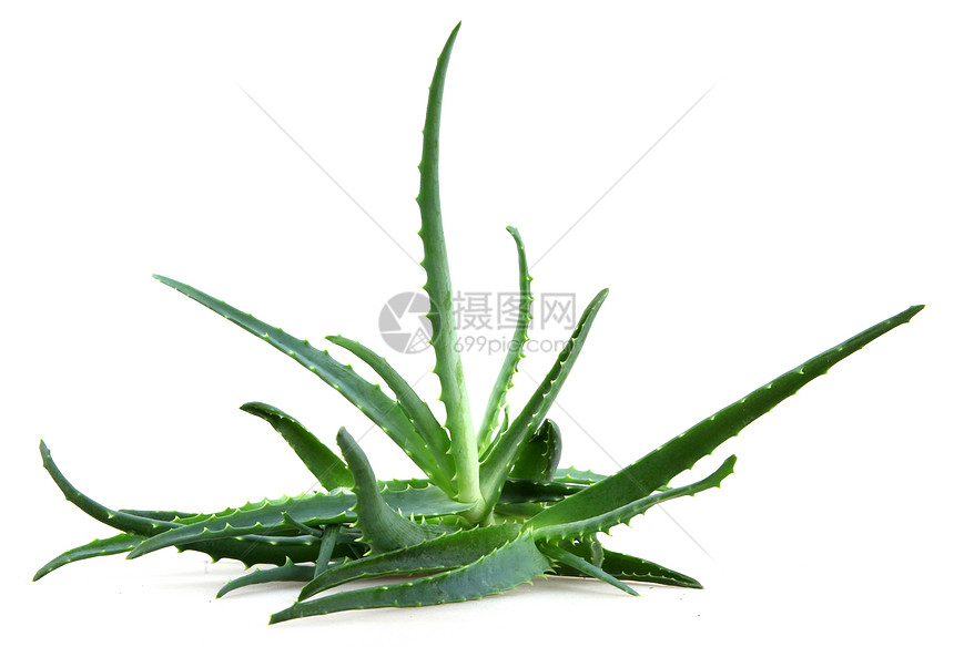 Aloe 阴阳生长皮肤果汁凝胶相片植物蜂蜜奶油面霜图片