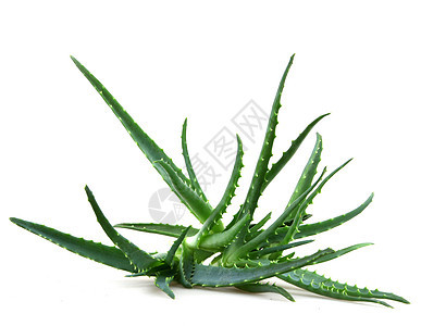 Aloe 阴阳治愈库存照片免版税蜂蜜面霜沙漠凝胶果汁洋甘菊图片