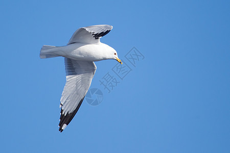 海鸥 在蓝天空中飞翔晴天羽毛野生动物自由海鸟辉光翼展翅膀海洋动物图片