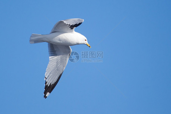 海鸥 在蓝天空中飞翔晴天羽毛野生动物自由海鸟辉光翼展翅膀海洋动物图片