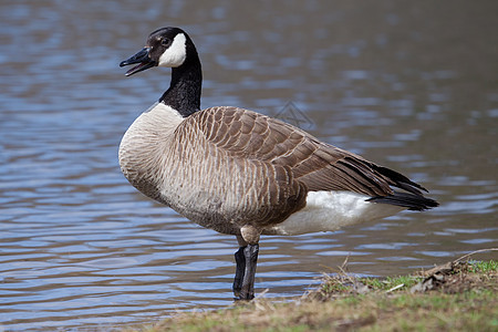 加拿大鹅站立人像池塘反思湖泊动物家畜水平农场鸟类图片