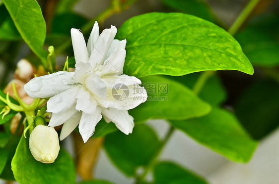 茉莉花叶子白色物理想法脆弱性描述宏观花瓣打扫时间图片