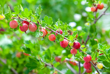 红鹅莓挂在灌木丛上图片