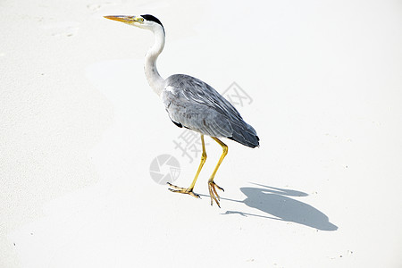 沙滩的海绵旅行蓝色荒野野生动物苍鹭海岸白鹭热带海滩海洋图片