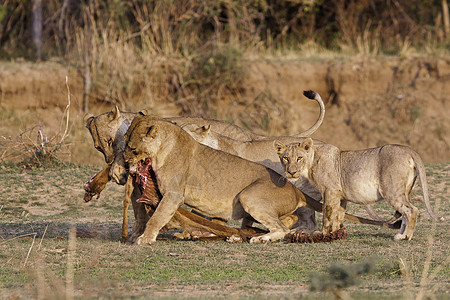 狮子的骄傲荒野野生动物猫科濒危哺乳动物环境动物领导者母狮食肉图片