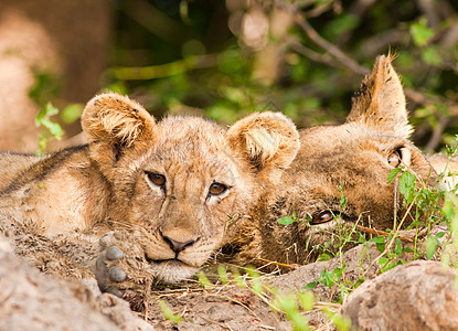 可爱的狮子幼熊和母亲图片